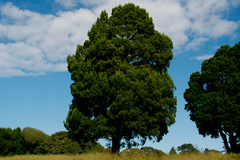 Callitris columellaris