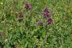 Betonica hirsuta