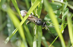 Ctenichneumon divisorius
