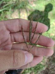 Bothriochloa pertusa