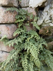 Asplenium adiantum-nigrum