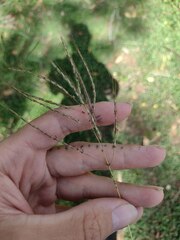 Dichanthium annulatum annulatum
