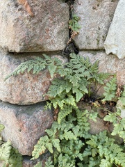 Asplenium adiantum-nigrum