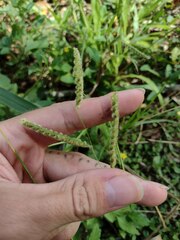 Paspalum fimbriatum