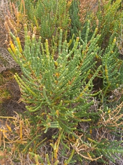 Arthrocaulon macrostachyum