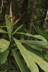 Ancistrocladus heyneanus