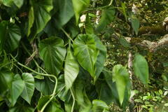 Philodendron hederaceum