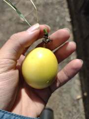 Passiflora edulis flavicarpa