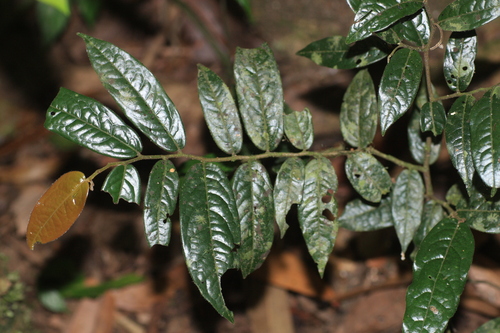 Genus Miliusa · iNaturalist