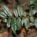 Miliusa montana - Photo (c) madhavan a.p,  זכויות יוצרים חלקיות (CC BY), הועלה על ידי madhavan a.p