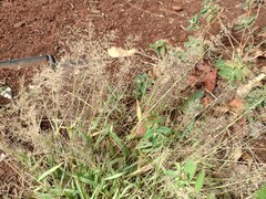 Eragrostis amabilis