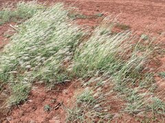 Bothriochloa pertusa