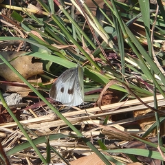 Pieris rapae crucivora