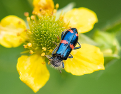 Trichodes ircutensis