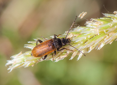 Coleoptera