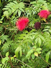 Calliandra haematocephala
