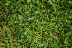 Poa annua