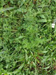 Lepidium didymum