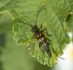 Strangalia attenuata