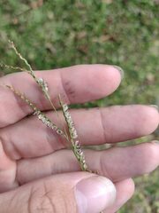 Paspalum fimbriatum