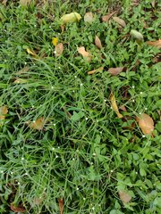 Cyperus mindorensis