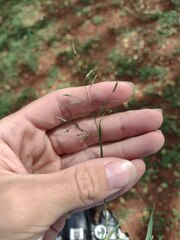 Eragrostis barrelieri