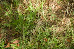 Digitaria stricta