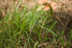 Digitaria stricta