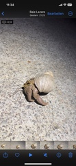 Coenobita brevimanus