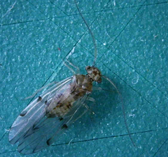 Ectopsocidae