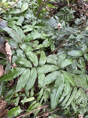 Bolbitis heteroclita