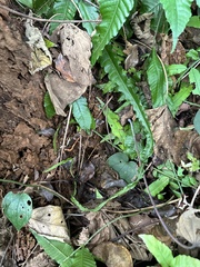 Bolbitis heteroclita