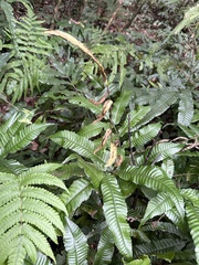 Bolbitis heteroclita