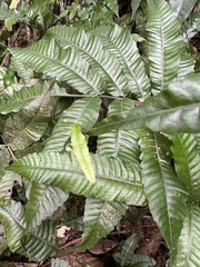 Bolbitis heteroclita