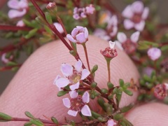 Astartea glomerulosa