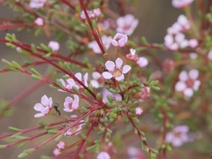 Astartea glomerulosa
