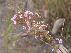 Astartea glomerulosa