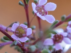 Astartea glomerulosa