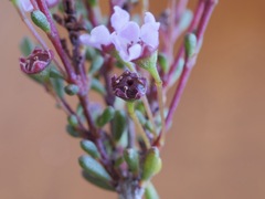 Astartea glomerulosa