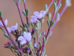 Astartea glomerulosa