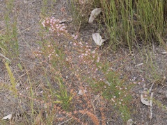 Astartea glomerulosa