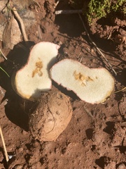 Rhizopogonaceae
