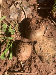 Rhizopogonaceae