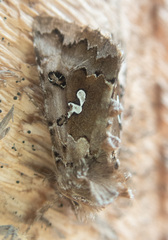 Autographa corusca