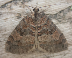 Hydriomena furcata