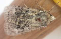 Anaplectoides prasina