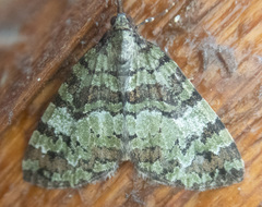 Hydriomena speciosata