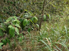 Chrysophyllum oliviforme