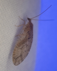 Hemerobius