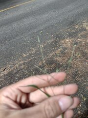 Digitaria radicosa